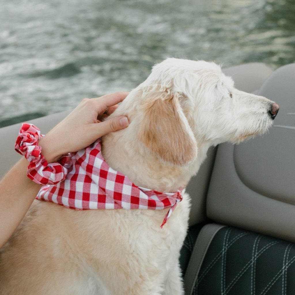 Handmade LA Dodgers Dog Bandana matching with owner. Hound and Friends