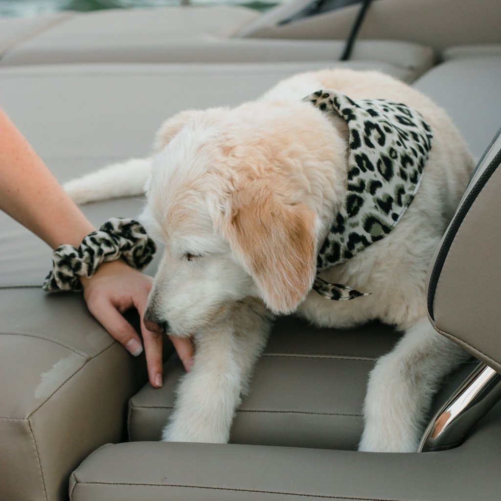 Handmade LA Dodgers Dog Bandana matching with owner. Hound and Friends